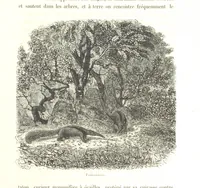 Picture 10 of 238 from L'Espace céleste et la nature tropicale, description physique de l'univers ... préface de M. Babinet, dessins de Yan' Dargent (1866), leaf 39