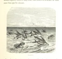 An illustration from L'Espace céleste et la nature tropicale, description physique de l'univers ... préface de M. Babinet, dessins de Yan' Dargent (1866)