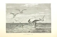 An illustration from L'Espace céleste et la nature tropicale, description physique de l'univers ... préface de M. Babinet, dessins de Yan' Dargent (1866)