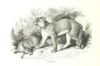 An illustration from L'Espace céleste et la nature tropicale, description physique de l'univers ... préface de M. Babinet, dessins de Yan' Dargent (1866)