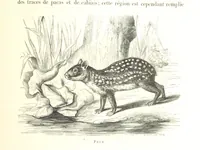 Picture 179 of 238 from L'Espace céleste et la nature tropicale, description physique de l'univers ... préface de M. Babinet, dessins de Yan' Dargent (1866), leaf 515