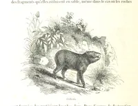 Picture 180 of 238 from L'Espace céleste et la nature tropicale, description physique de l'univers ... préface de M. Babinet, dessins de Yan' Dargent (1866), leaf 516