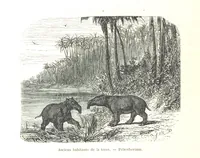 Picture 186 of 238 from L'Espace céleste et la nature tropicale, description physique de l'univers ... préface de M. Babinet, dessins de Yan' Dargent (1866), leaf 544