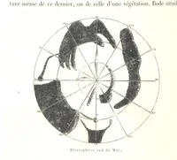 Picture 188 of 238 from L'Espace céleste et la nature tropicale, description physique de l'univers ... préface de M. Babinet, dessins de Yan' Dargent (1866), leaf 546