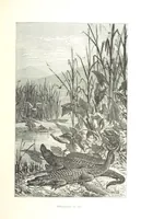 An illustration from L'Espace céleste et la nature tropicale, description physique de l'univers ... préface de M. Babinet, dessins de Yan' Dargent (1866)