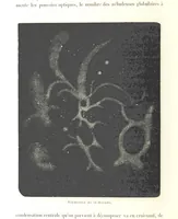 Picture 215 of 238 from L'Espace céleste et la nature tropicale, description physique de l'univers ... préface de M. Babinet, dessins de Yan' Dargent (1866), leaf 642