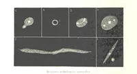 Picture 218 of 238 from L'Espace céleste et la nature tropicale, description physique de l'univers ... préface de M. Babinet, dessins de Yan' Dargent (1866), leaf 650