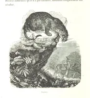 An illustration from L'Espace céleste et la nature tropicale, description physique de l'univers ... préface de M. Babinet, dessins de Yan' Dargent (1866)