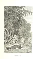 An illustration from L'Espace céleste et la nature tropicale, description physique de l'univers ... préface de M. Babinet, dessins de Yan' Dargent (1866)