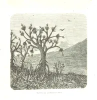 Picture 232 of 238 from L'Espace céleste et la nature tropicale, description physique de l'univers ... préface de M. Babinet, dessins de Yan' Dargent (1866), leaf 691