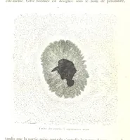 Picture 24 of 238 from L'Espace céleste et la nature tropicale, description physique de l'univers ... préface de M. Babinet, dessins de Yan' Dargent (1866), leaf 80