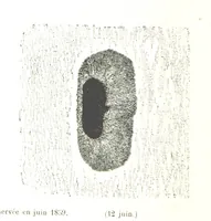 Picture 29 of 238 from L'Espace céleste et la nature tropicale, description physique de l'univers ... préface de M. Babinet, dessins de Yan' Dargent (1866), leaf 92
