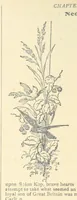 Picture 176 of 178 from Thrilling Life Stories for the Masses (1892), leaf 436