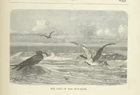 An illustration from The Log of the Fortuna: a cruise in Chinese Waters. Containing tales of adventure in foreign climes, by sea and by shore. [With illustrations (1870)