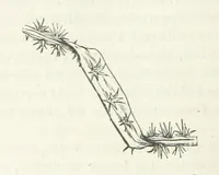 An illustration from Dernier Journal du docteur David Livingstone relatant des explorations et découvertes de 1866 à 1873, suivi du récit de ses derniers moments rédigé d'après le rapport de ... Chouma et Souzi par H. Waller. ... Ouvrage traduit de l'anglais ... par Mme. H. Loreau et contenant 60 gravures et 4 cartes (1876)