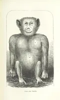 An illustration from Dernier Journal du docteur David Livingstone relatant des explorations et découvertes de 1866 à 1873, suivi du récit de ses derniers moments rédigé d'après le rapport de ... Chouma et Souzi par H. Waller. ... Ouvrage traduit de l'anglais ... par Mme. H. Loreau et contenant 60 gravures et 4 cartes (1876)