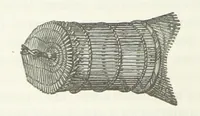 An illustration from Explorations du Zambèse et de ses affluents ... Ouvrage traduit de l'Anglais ... par Mme H. Loreau, contenant 47 gravures et 4 cartes (1866)