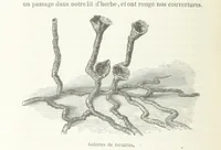 Picture 19 of 43 from Explorations du Zambèse et de ses affluents ... Ouvrage traduit de l'Anglais ... par Mme H. Loreau, contenant 47 gravures et 4 cartes (1866), leaf 222