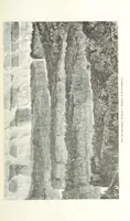 Picture 21 of 43 from Explorations du Zambèse et de ses affluents ... Ouvrage traduit de l'Anglais ... par Mme H. Loreau, contenant 47 gravures et 4 cartes (1866), leaf 283