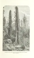 An illustration from Explorations du Zambèse et de ses affluents ... Ouvrage traduit de l'Anglais ... par Mme H. Loreau, contenant 47 gravures et 4 cartes (1866)