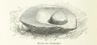 Picture 36 of 43 from Explorations du Zambèse et de ses affluents ... Ouvrage traduit de l'Anglais ... par Mme H. Loreau, contenant 47 gravures et 4 cartes (1866), leaf 570