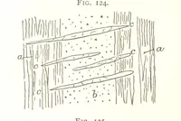 An illustration from Gold: its occurrence and extraction. Embracing the geographical and geological distribution ... of gold-bearing rocks; ... a bibliography of the subject; and a glossary of English and foreign technical terms ... With ... maps, etc (1882)