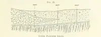 An illustration from Gold: its occurrence and extraction. Embracing the geographical and geological distribution ... of gold-bearing rocks; ... a bibliography of the subject; and a glossary of English and foreign technical terms ... With ... maps, etc (1882)