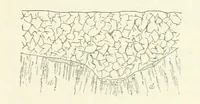 An illustration from Gold: its occurrence and extraction. Embracing the geographical and geological distribution ... of gold-bearing rocks; ... a bibliography of the subject; and a glossary of English and foreign technical terms ... With ... maps, etc (1882)