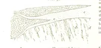 An illustration from Gold: its occurrence and extraction. Embracing the geographical and geological distribution ... of gold-bearing rocks; ... a bibliography of the subject; and a glossary of English and foreign technical terms ... With ... maps, etc (1882)