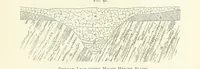 An illustration from Gold: its occurrence and extraction. Embracing the geographical and geological distribution ... of gold-bearing rocks; ... a bibliography of the subject; and a glossary of English and foreign technical terms ... With ... maps, etc (1882)