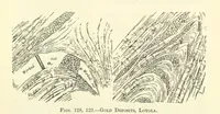 Picture 103 of 162 from Economic Mining. A practical handbook for the miner, the metallurgist, and the merchant (1895), leaf 491