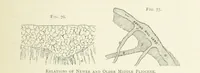 Picture 68 of 241 from Practical Gold-Mining: a comprehensive treatise on ... gold-bearing gravels, rocks and ores, and the methods by which the gold is extracted ... With ... plates, etc. [With a bibliography (1889), leaf 303