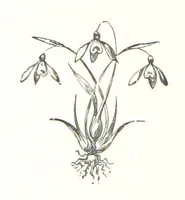 An illustration from The Tongue of the Bells. [Poems.] ... With illustrations, etc (1894)