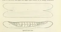 An illustration from Shifts and Expedients of Camp Life, Travels, etc (1871)