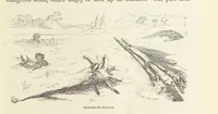 An illustration from Shifts and Expedients of Camp Life, Travels, etc (1871)