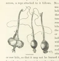 An illustration from Shifts and Expedients of Camp Life, Travels, etc (1871)