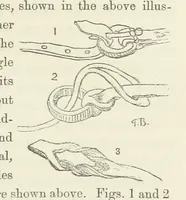 An illustration from Shifts and Expedients of Camp Life, Travels, etc (1871)