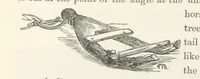 An illustration from Shifts and Expedients of Camp Life, Travels, etc (1871)