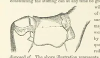 An illustration from Shifts and Expedients of Camp Life, Travels, etc (1871)