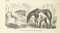 An illustration from Shifts and Expedients of Camp Life, Travels, etc (1871)