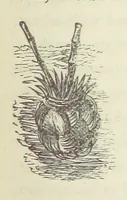 An illustration from Shifts and Expedients of Camp Life, Travels, etc (1871)