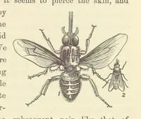 An illustration from Shifts and Expedients of Camp Life, Travels, etc (1871)