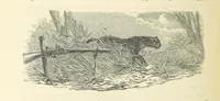 An illustration from Shifts and Expedients of Camp Life, Travels, etc (1871)
