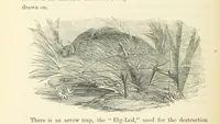 An illustration from Shifts and Expedients of Camp Life, Travels, etc (1871)
