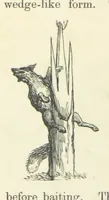An illustration from Shifts and Expedients of Camp Life, Travels, etc (1871)