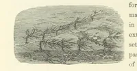 An illustration from Shifts and Expedients of Camp Life, Travels, etc (1871)