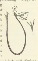 An illustration from Shifts and Expedients of Camp Life, Travels, etc (1871)