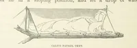 An illustration from Shifts and Expedients of Camp Life, Travels, etc (1871)