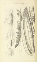 Picture 45 of 388 from Shifts and Expedients of Camp Life, Travels, etc (1876), leaf 112