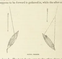 Picture 165 of 388 from Shifts and Expedients of Camp Life, Travels, etc (1876), leaf 322